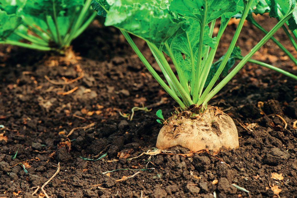 Carma uses 100% sustainable sugar beet in their ingredients list