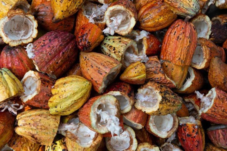 CDP recognises Barry Callebaut as Supplier Engagement Leader