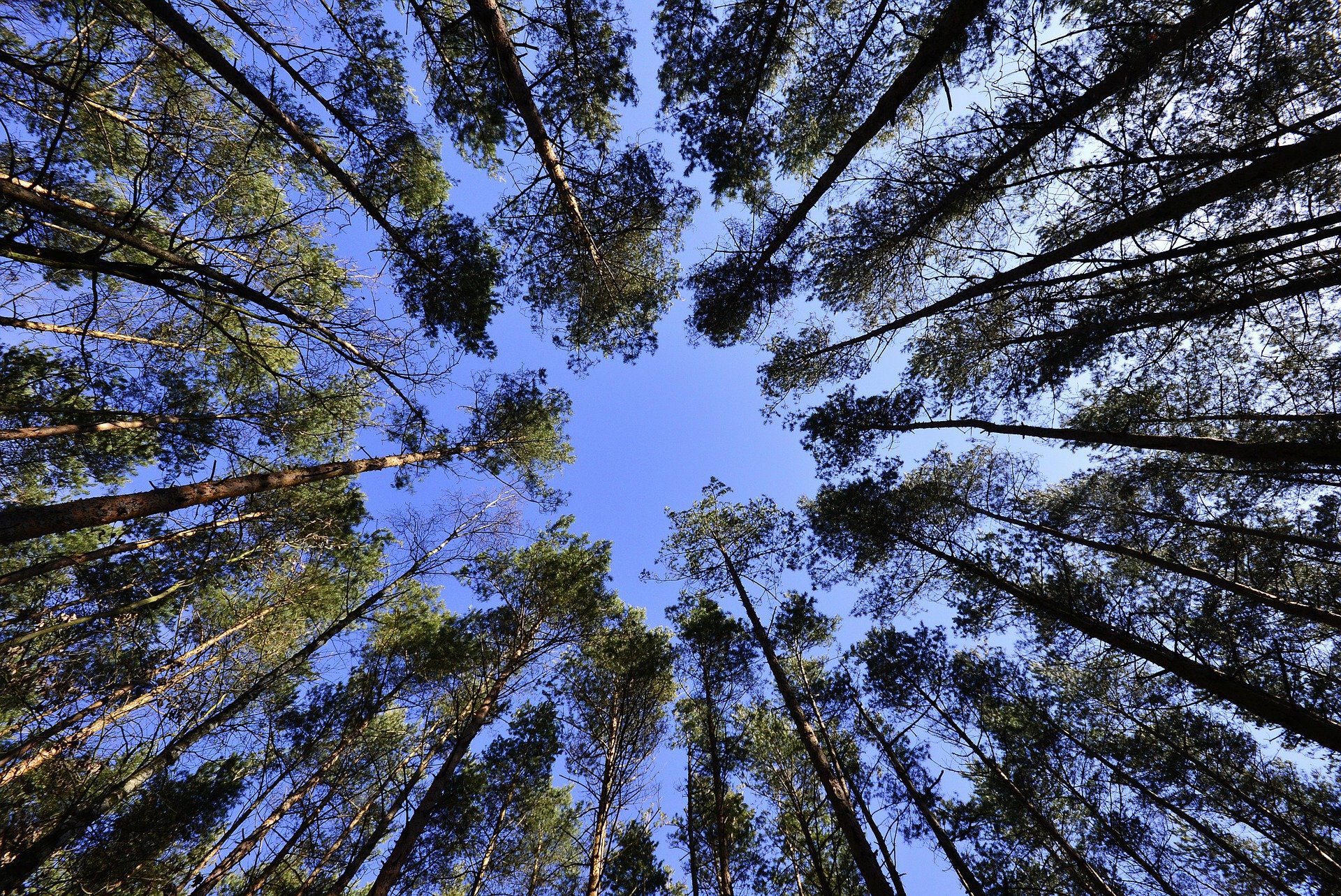 Magnum to plant 465,000 trees in Côte d'Ivoire