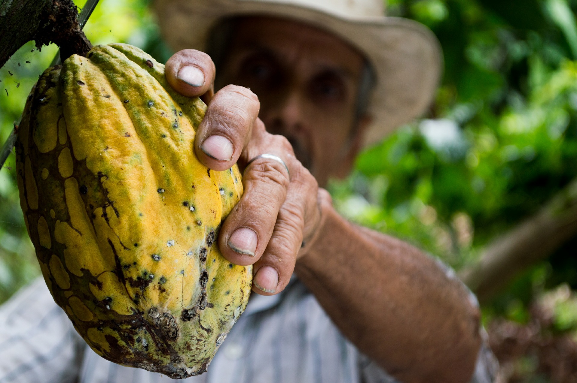 Olam Food Ingredients reaches Cocoa Compass targets