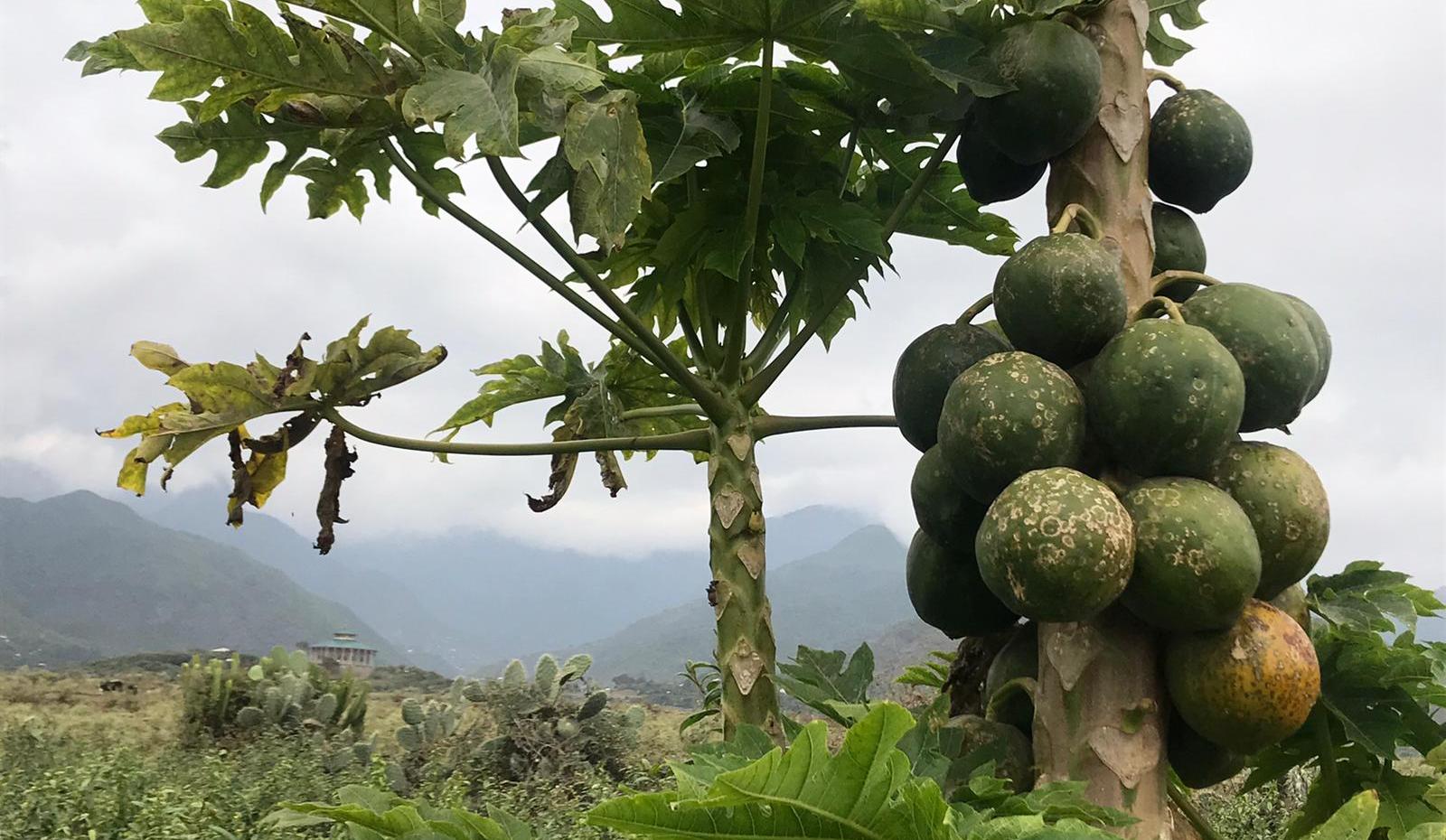 Arla and partners will reduce malnutrition with a dried papaya snack