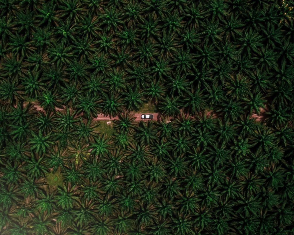 Ferrero unveils its new palm oil charter
