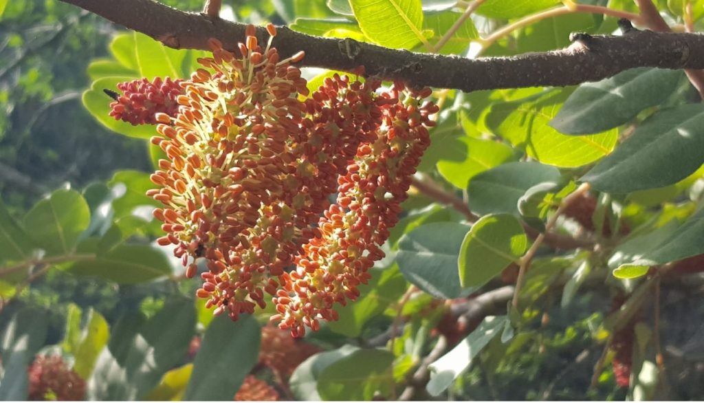 CarobWay explores the hidden gems of carob