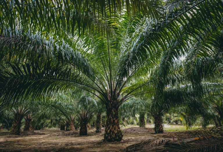 rspo