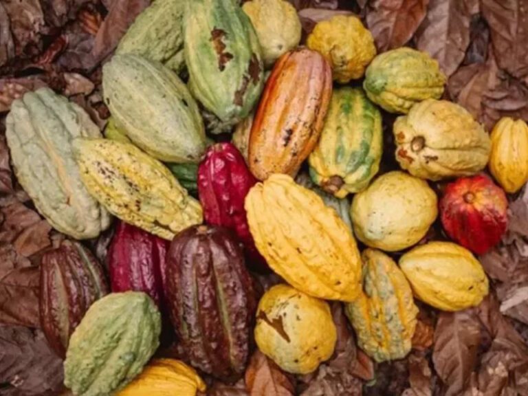 Cocoa