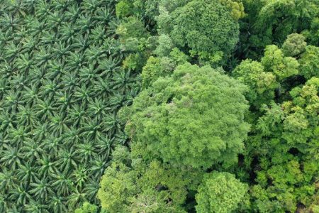 Barry Callebaut utilises artificial intelligence against deforestation