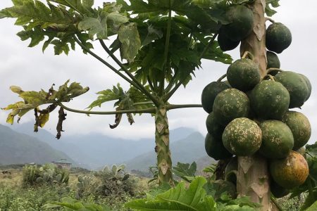Arla and partners will reduce malnutrition with a dried papaya snack