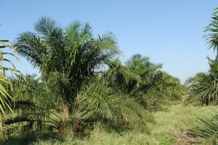 Ferrero releases 2020 palm oil progress report